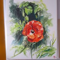 Mohn in Aquarell